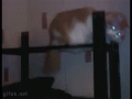 catgif.gif